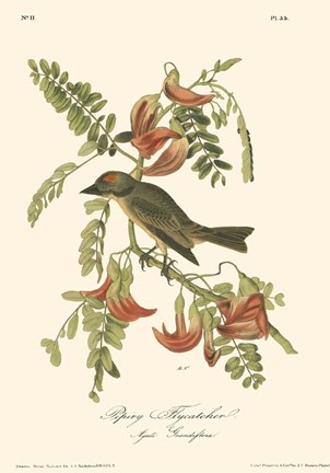 Framed Pipiry Flycatcher Print