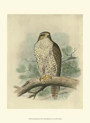 Framed Iceland Falcon Print