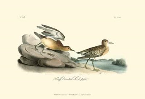 Framed Buff Breasted Sandpiper Print