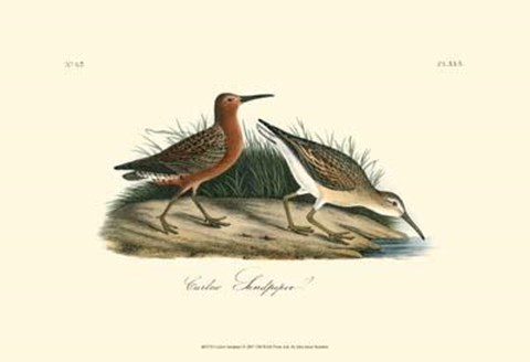 Framed Curlew Sandpiper Print