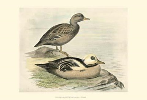 Framed Steller&#39;s Eider Print