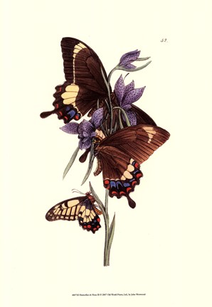 Framed Butterflies and Flora III Print