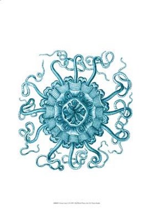 Framed Ocean Gems II Print