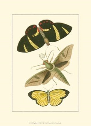 Framed Papillion II Print