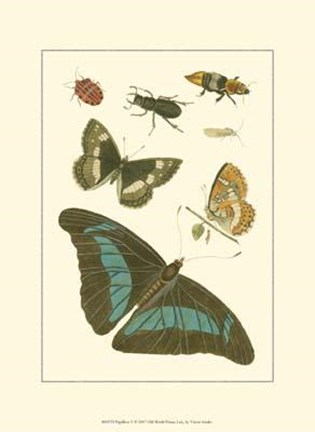 Framed Papillion V Print