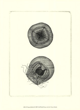 Framed Sepia Jellyfish Print