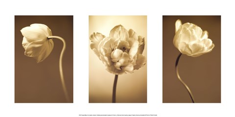Framed Caramel Blooms Print