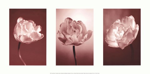 Framed Cherry Blooms Print