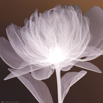 Framed Full Bloom Awakening Print