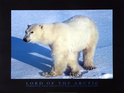 Framed Lord Of The Arctic Print