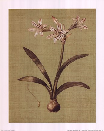 Framed Botanica Verde I Print