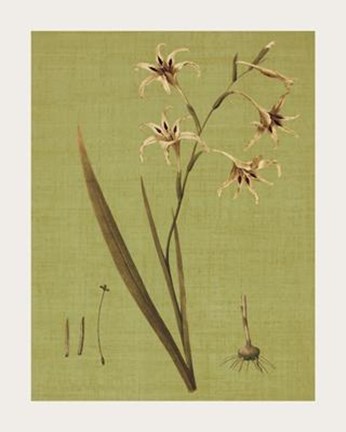 Framed Botanica Verde IV Print