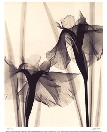 Framed Japanese Iris Print