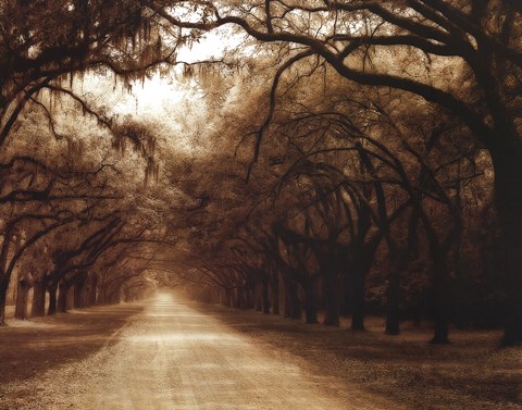 Framed Savannah Oaks I Print