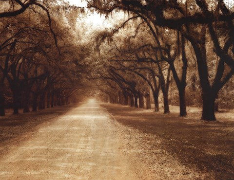 Framed Savannah Oaks II Print