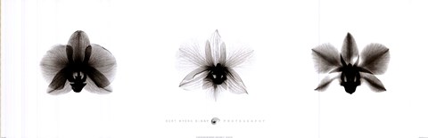 Framed X-Ray Orchid Triptych Print