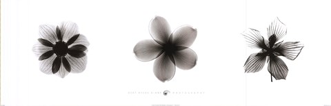 Framed X-Ray Frangipani Triptych Print