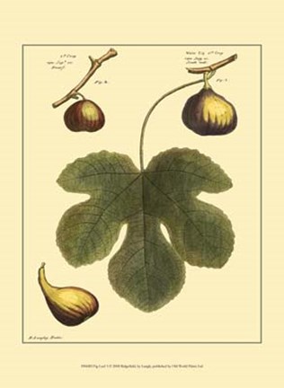 Framed Fig Leaf I Print