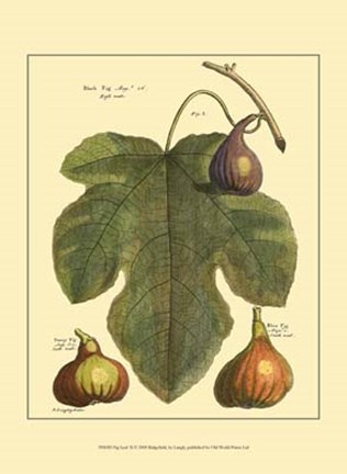 Framed Fig Leaf II Print