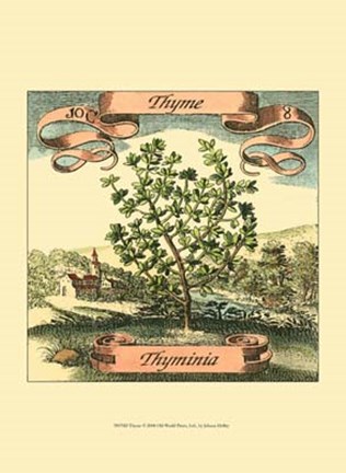Framed Thyme Print