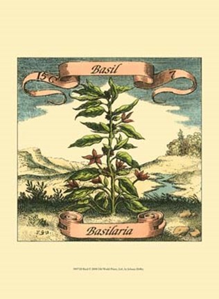 Framed Basil Print