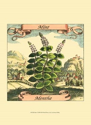 Framed Mint Print