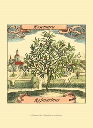 Framed Rosemary Print