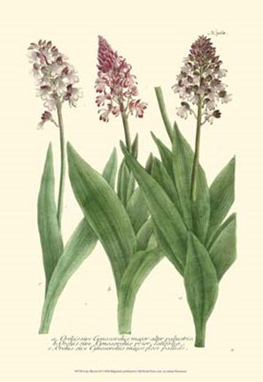 Framed Lilac Blooms II Print