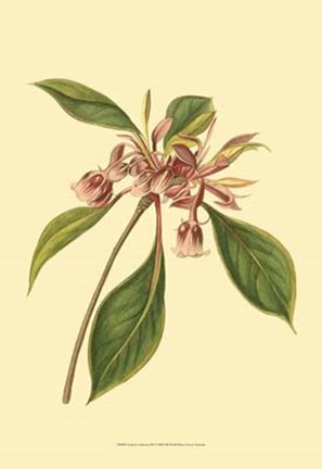 Framed Tropical Ambrosia III Print