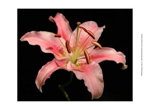 Framed Dream Lilies I Print