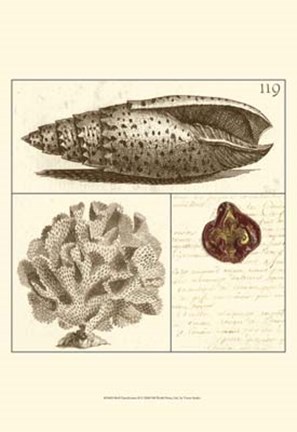Framed Shell Classification II Print
