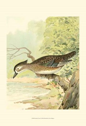 Framed Woodduck Female Print
