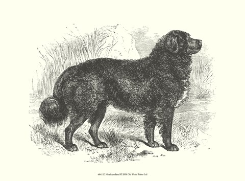 Framed Newfoundland Print