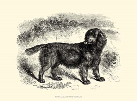 Framed Sussex Spaniel Print