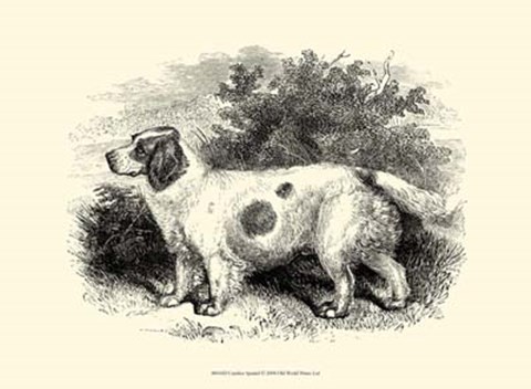 Framed Clumber Spaniel Print