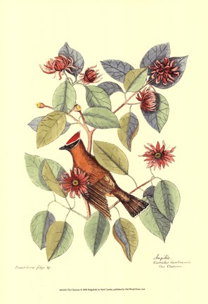 Framed Chatterer Print