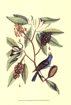 Framed Blew Grosbeak Print