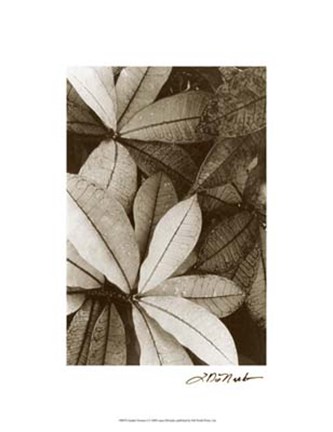 Framed Garden Textures I Print