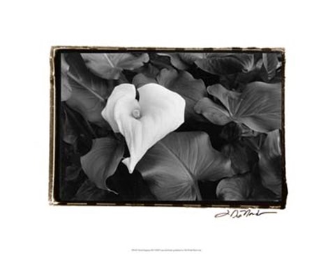 Framed Floral Elegance III Print