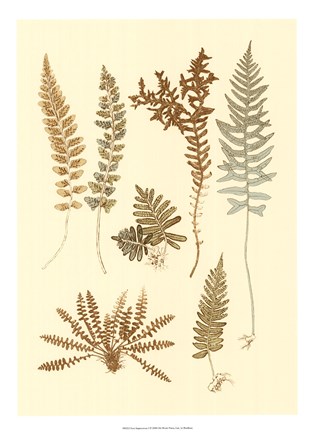 Framed Fern Impressions I Print