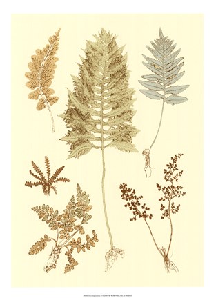 Framed Fern Impressions II Print