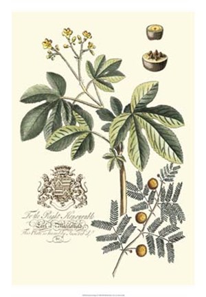 Framed Imperial Foliage I Print