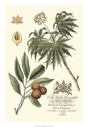 Framed Imperial Foliage II Print