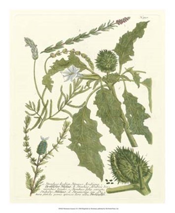 Framed Greenery II Print
