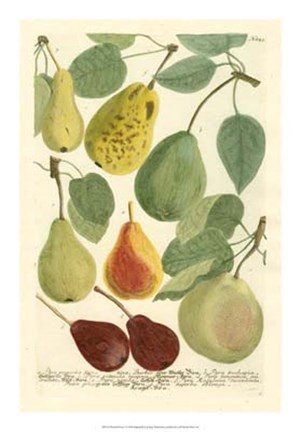 Framed Plentiful Pears I Print