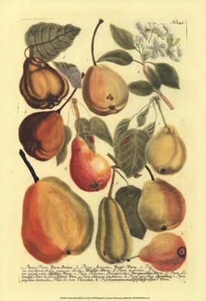 Framed Plentiful Pears II Print