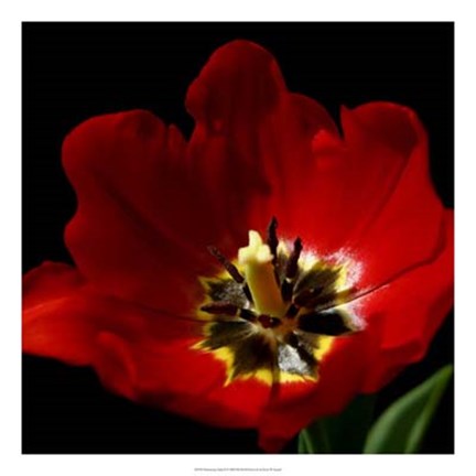 Framed Shimmering Tulips II Print