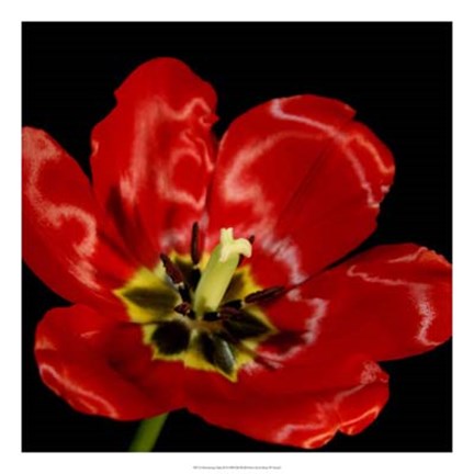 Framed Shimmering Tulips III Print