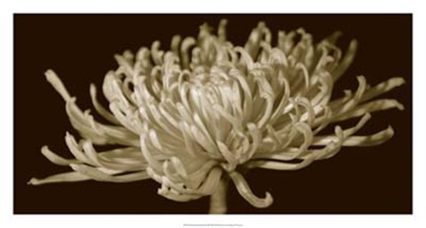 Framed Mammoth Mums II Print