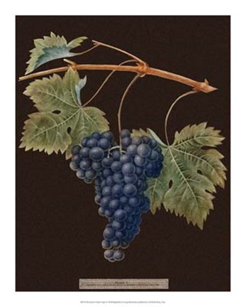 Framed Purple Grapes Print